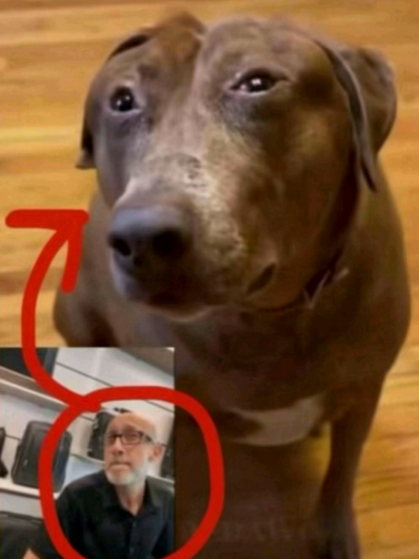 Malay crash out voice over #ayamgepok #voiceover #meme #malay 