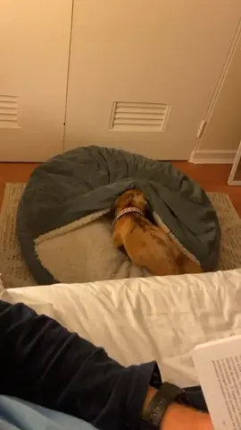 Recuerdo de Polo 🤩  Disfrutando al máximo su camita cueva #decopets 🤭   Agradecemos a nuestros amigos por enviarnos fotos y videos de sus pequeñ@s 🐶🐱 con sus camitas. ♾️🧡 ⚠️Pedidos y consultas por mensaje a wathsapp. 📲+56944865279 💌decopetsdiseno@gmail.com #dashchund #camasparamascotaschile #hechoamano