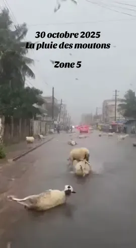 Aujourd’hui le 30 Octobre 2025… et pluie des moutons depuis ce matin à Cotonou ! Regardez vous-même, ce n’est pas de l’IA ! Dieu est grand ! Zone 5 #viral #comedia #tiktok 