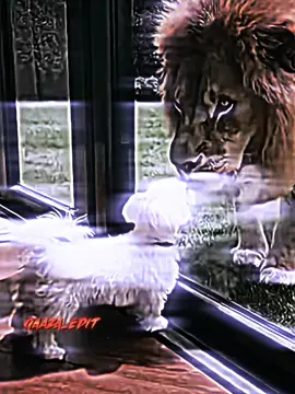 . #qaaza_edit #editor #fyp 