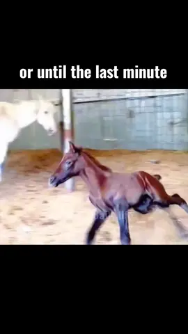 #thegioidongvat #dongvat #dongvathoangda #animals 