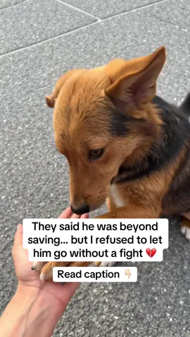 When I first saw him, he was broken, inside and out. The shelter had already given up, planning to put him down because “there was no hope.” His previous owners, just kids, had left him with deep scars, physically and emotionally. The vet told me he only had 15 days left. His organs were damaged, his body failing… and he could even go blind. But in his eyes, I saw the tiniest spark. I knew I had to try I carried him from appointment to appointment, sat with him every night, hoping he’d eat… hoping he’d fight. He was tired, yes. But he never gave up. Then, one day, we got a miracle. A specialist said there was a chance, a risky surgery, but a real shot at life. We did it. We went for it. I said, “If he’s still fighting, I’m fighting too.” And the surgery… it worked. I broke down in tears. 😭 But recovery was still a mountain to climb. That’s when they recommended Taily SuperDaily, a multivitamin designed for dogs recovering from stress, joint damage, or aging. It’s packed with all the essentials to help him rebuild his bones, joints, skin, and immune system. I ordered it that same day on Amazon, and honestly… it’s been part of our healing ever since. Now he’s resting, gaining strength, and wagging that tail more and more every morning 🐾 If your pup is recovering or just needs that extra care, Taily SuperDaily might be what changes everything. I found it on Amazon  #fyp #dogs #health #viral #nutrition 