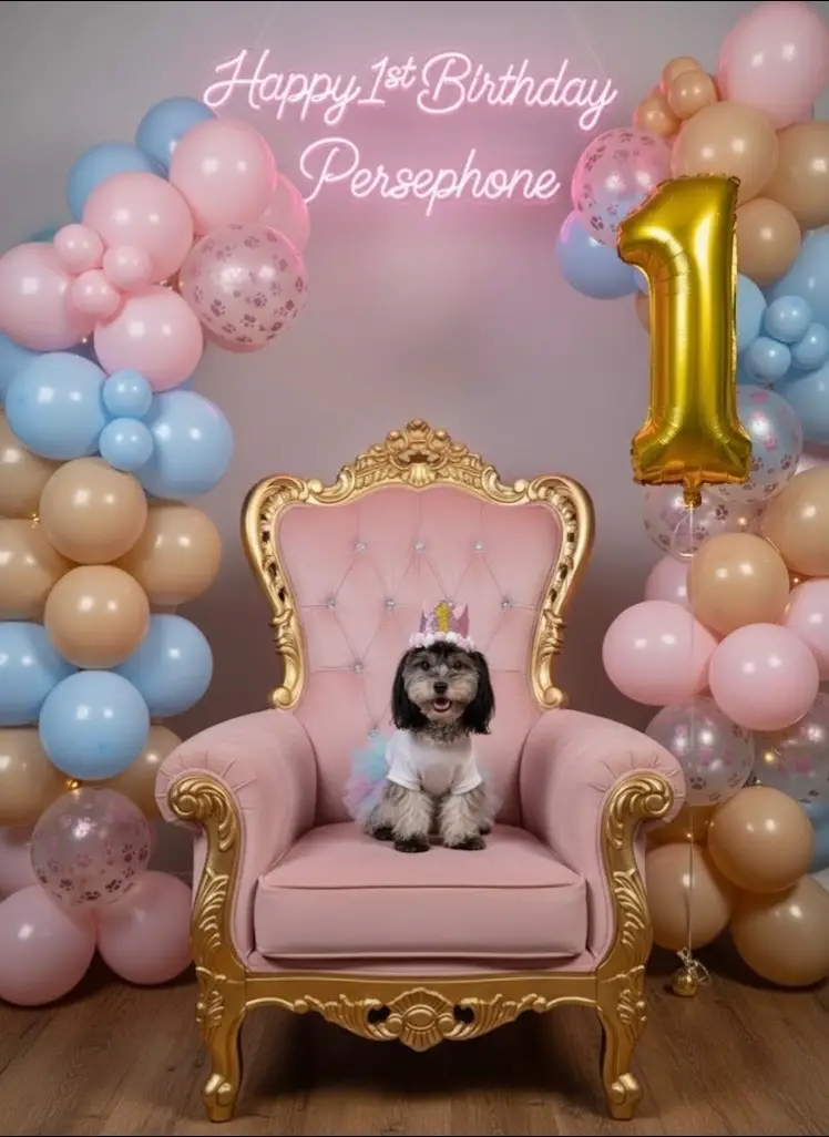 💕 #Morkie #puppytiktok #puppiesoftiktok #barkday 