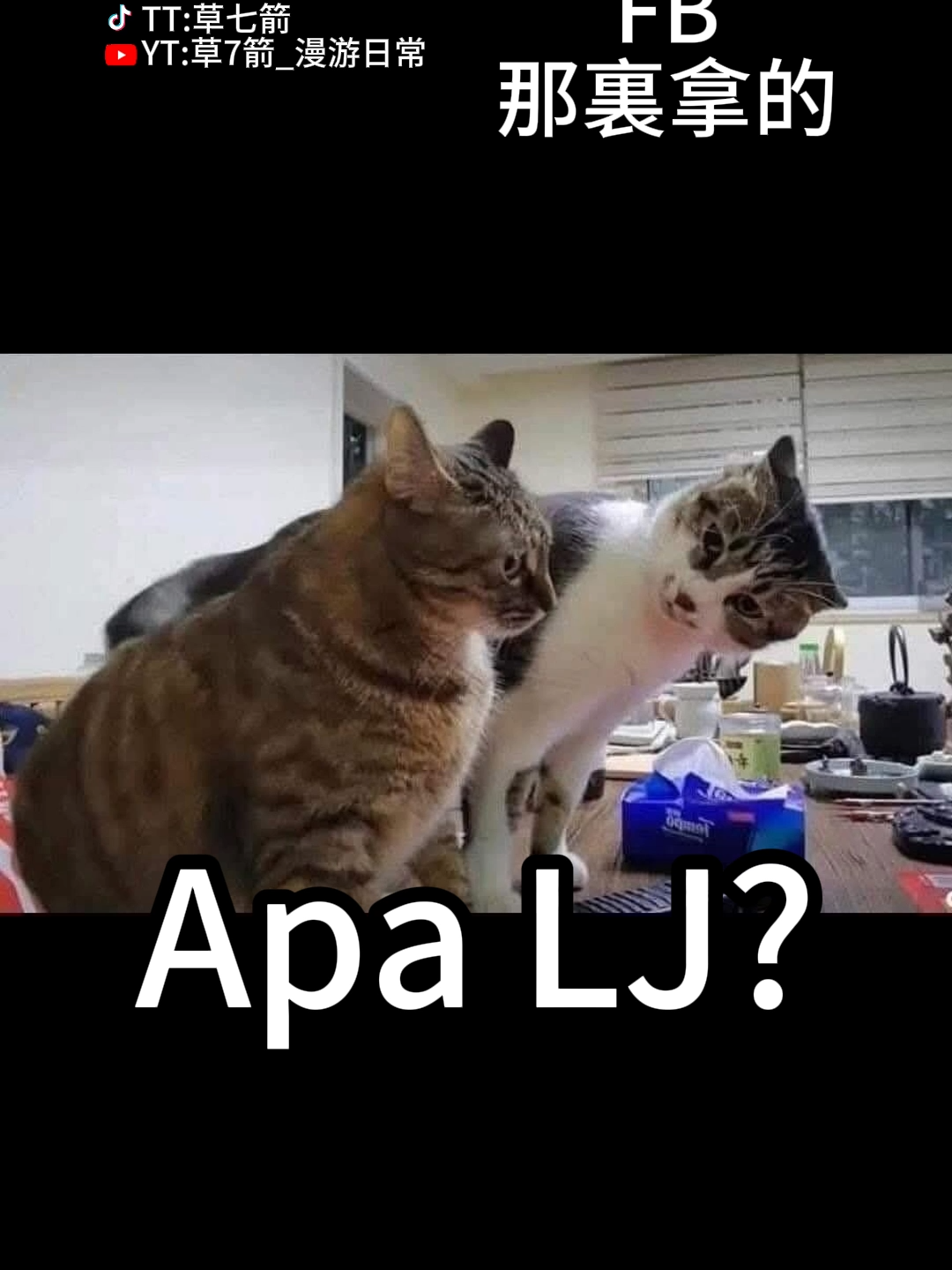 搞笑配音！生氣了！#搞笑 #配音 #貓 #生氣