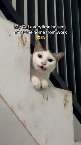 pls say hi to paul, my cat gets so excited everytime he sees me come home🥹🫶 