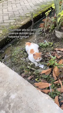 #fyp #november #4u #foryou 