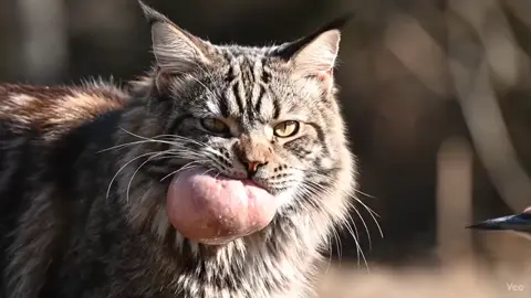 #animals #trending #growmyaccount #viral #ai 