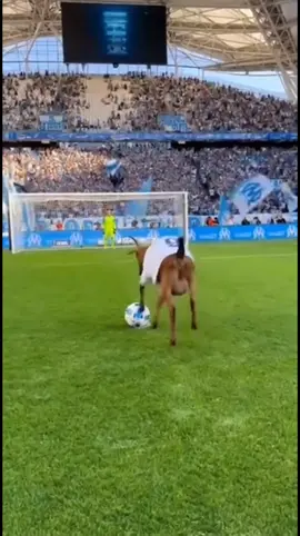 Un Marseillais qui marque un pénalty dans sa bergerie !!! 🐐🤣 #om #marseille #football #goat #humour 