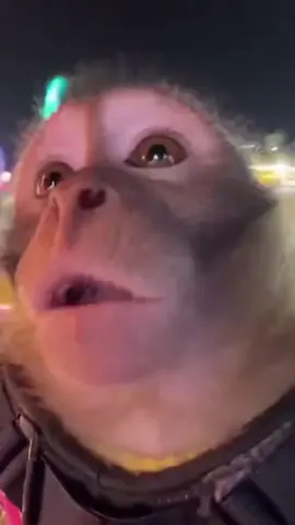 Kebahagiaan sederhana 😁 #Fyp #Ai #Monyet #Tertawa #Tiktok
