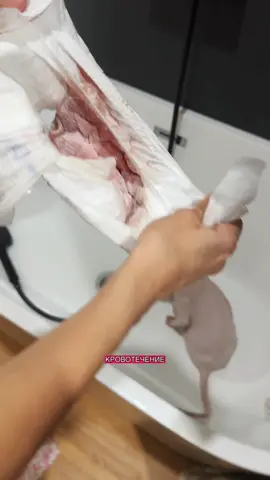 Максим ❤️#сфинксмаксим #лысыйкот #инвалидностьнеприговор  @сфинксМаксим 