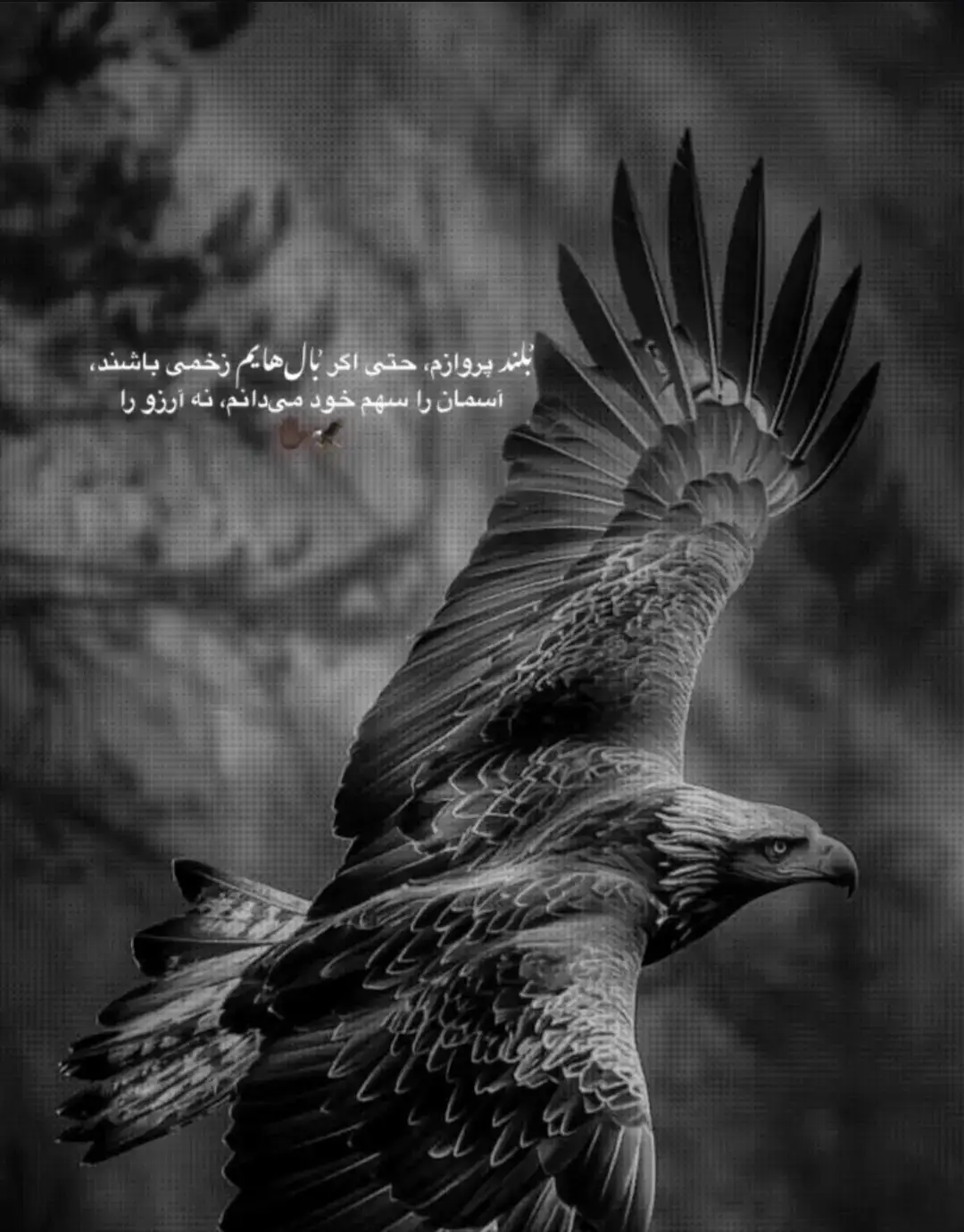 #Foryou #fypppppppppppppp #1klikes🥺💓✨ #تاجیک_هزاره_ازبک_پشتون_ترکمن🇦🇫 