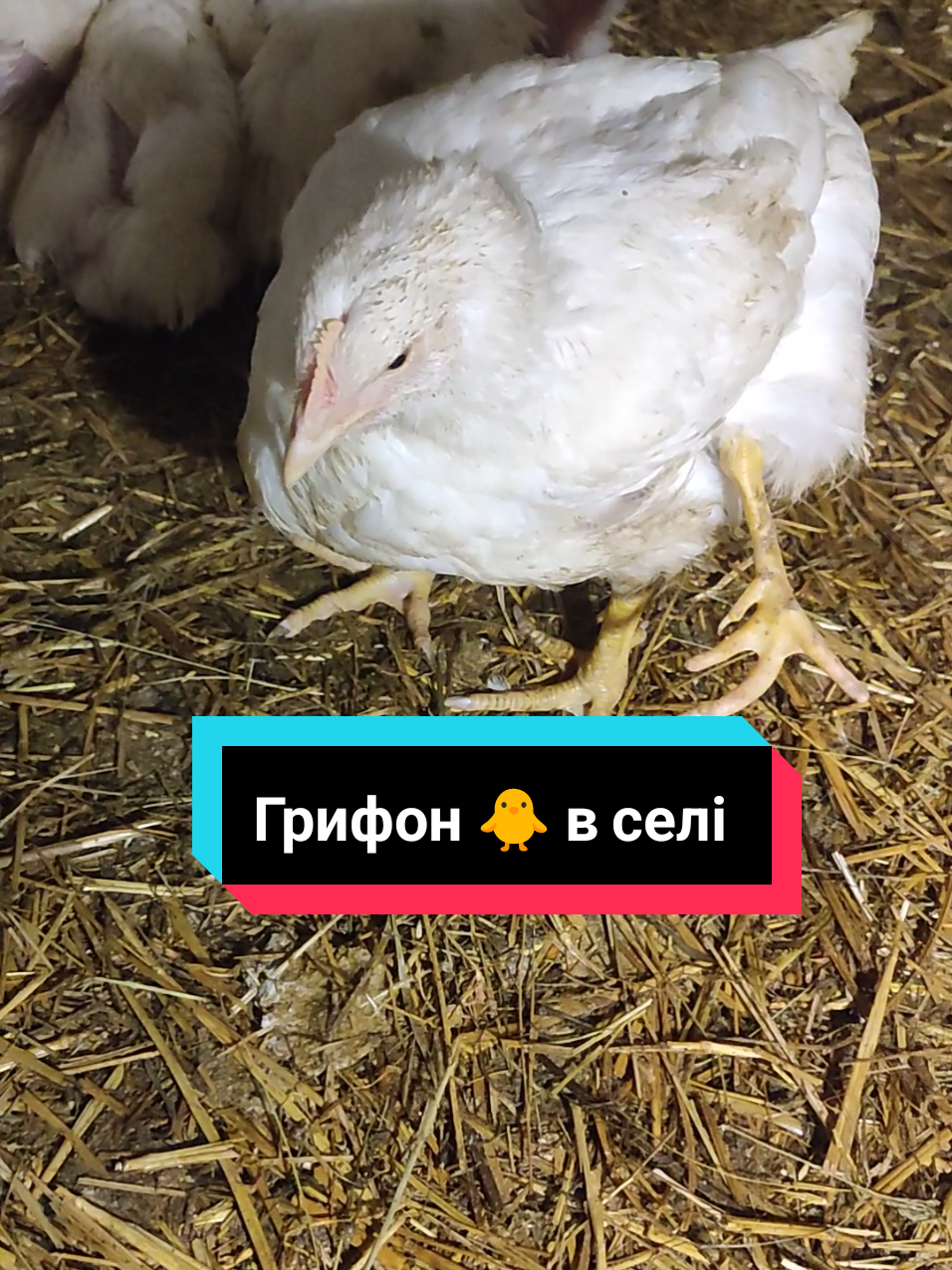 Грифон -Курча бройлер з 4 лапами, 19.09.25 курочка 2,5 місяці @chick_mutant_angel #chicken #українськийтікток #село #прикол #курица 