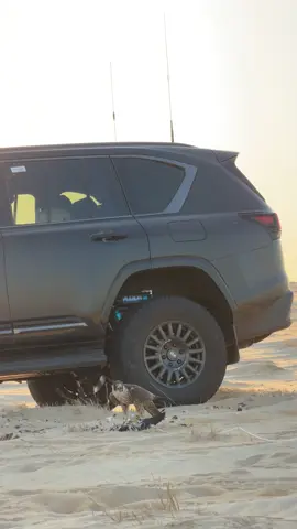 فرخ شاهين طرح جنوب الليث 🔥#مقناص #شاهين 