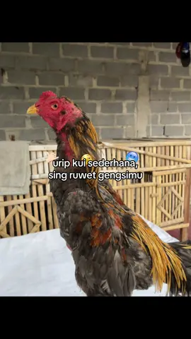 #ayambangkoksuper                     #katakata 