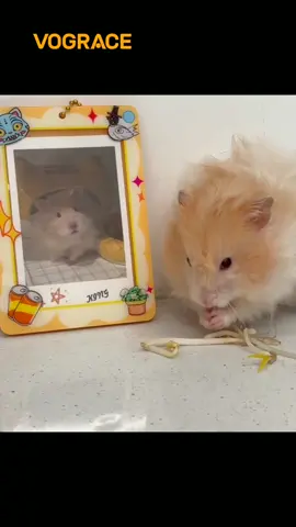 make adorable items your pets!#vograce #custom #pets 