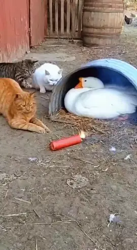 #cats #goose #firecracker #funny #video  #viralvideo #funnyvideos #foryoupage #trending #viral #foryou #sora #ai #sora2 #aivideo #catvsgoose #catsoftiktok #geeseoftiktok  #PetsOfTikTok #plzviral🥺🥺🙏🙏foryoupage #fyp 