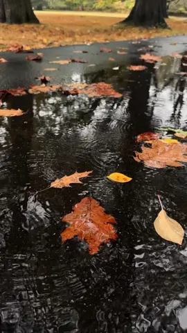 Rain drops 🍁🍂 #fall #rain #autumn #fypシ゚viral #autumnvibes🍁 