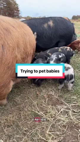 These efforts were fruitless but these piglets will love me #piglets #babypigs #homesteading 