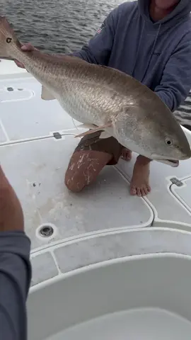 Bull red turned me into a toaster strudel 🤣 Full video dropped on YouTube this morning check it out! #BigRedfish #RedfishCatch #FishingLife #CatchOfTheDay #RedfishLove #FishOn #FishingAdventures #RedfishSeason #SaltwaterFishing #FishingGoals #EpicCatch #FishTales #GoneFishing #RedfishHunter #FishingFun #ReelItIn #FishyBusiness #HookedOnFishing #FishFail #OopsFish