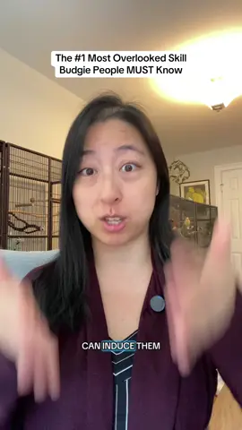 A must-know for all budgie people! #budgiesoftiktok #parakeetsoftiktok #parrotsoftiktok 