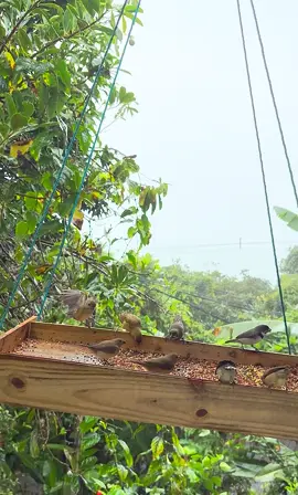 ☔️🌧️🐦‍⬛🍀🥰     #boatarde #chuva #aves #paraty #💚💚💚 