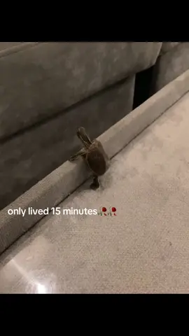 #sad #turtle #funny #fyp #water 