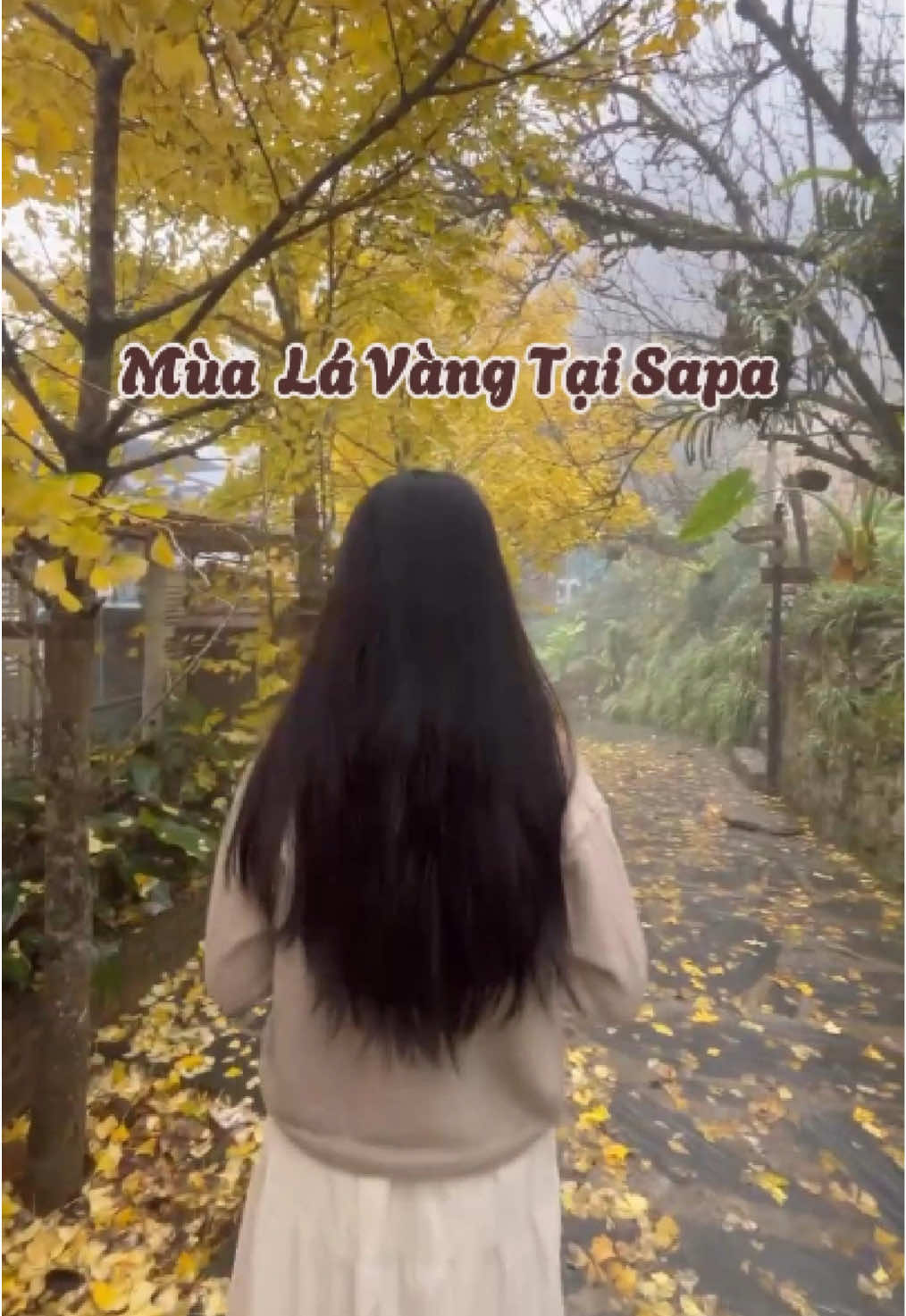 Sapa mùa lá vàng - Đẹp như mơ#sapa #mualavang #checkinsapa #dulichsapa #kyavivu 