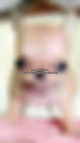 WHY ARE REH PICTURES MOVING LIKE THAT #chihuahua #fyp #idk #viral #funny 