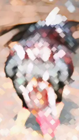 bahan sw mu.#ayam #bangko #bangkokindonesia 