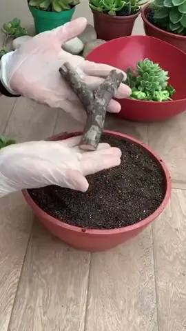 Succulent Arrangements: Quick Decor Ideas! #shorts #succulentaddict #succulentgarden #viralvideo #houseplantsoftiktok 