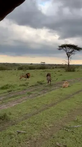 #maasaimara #diplomatphotography 📸 #Riantahills @sarikokifilmsproducer. @rapa Eric's💎 @James Oscar Naingisa 