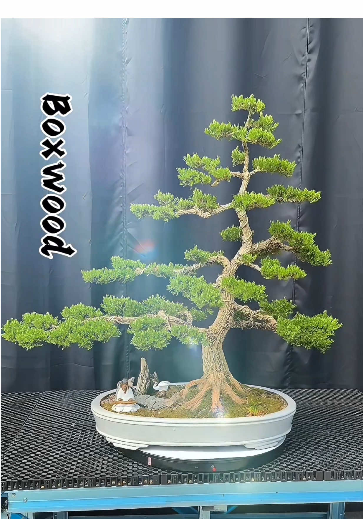 Boxwood dikenali oleh orang dahulu sebagai pokok yang melambangkan sifat budiman. #Bonsai #Buxus #Boxwood 