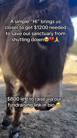 A simple hi would help me feed my donkeys #donkeys #animalsoftiktok #shelter #donkeylove #donkeyrescue 
