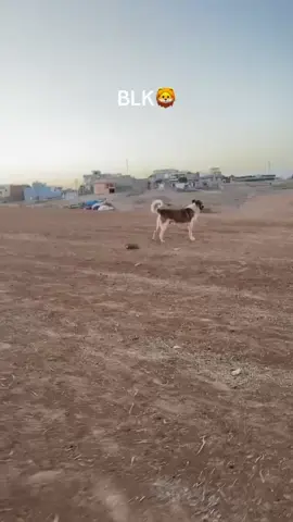 #خانكي_بوزا_شاريا_باعدار_شنكالي_مهت @Vr¹•NARUTO @عيسى إبراهيم 🦚 