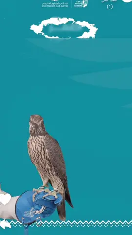 #طواريح_الشمال #قوانيص_الشمال #مقناص 