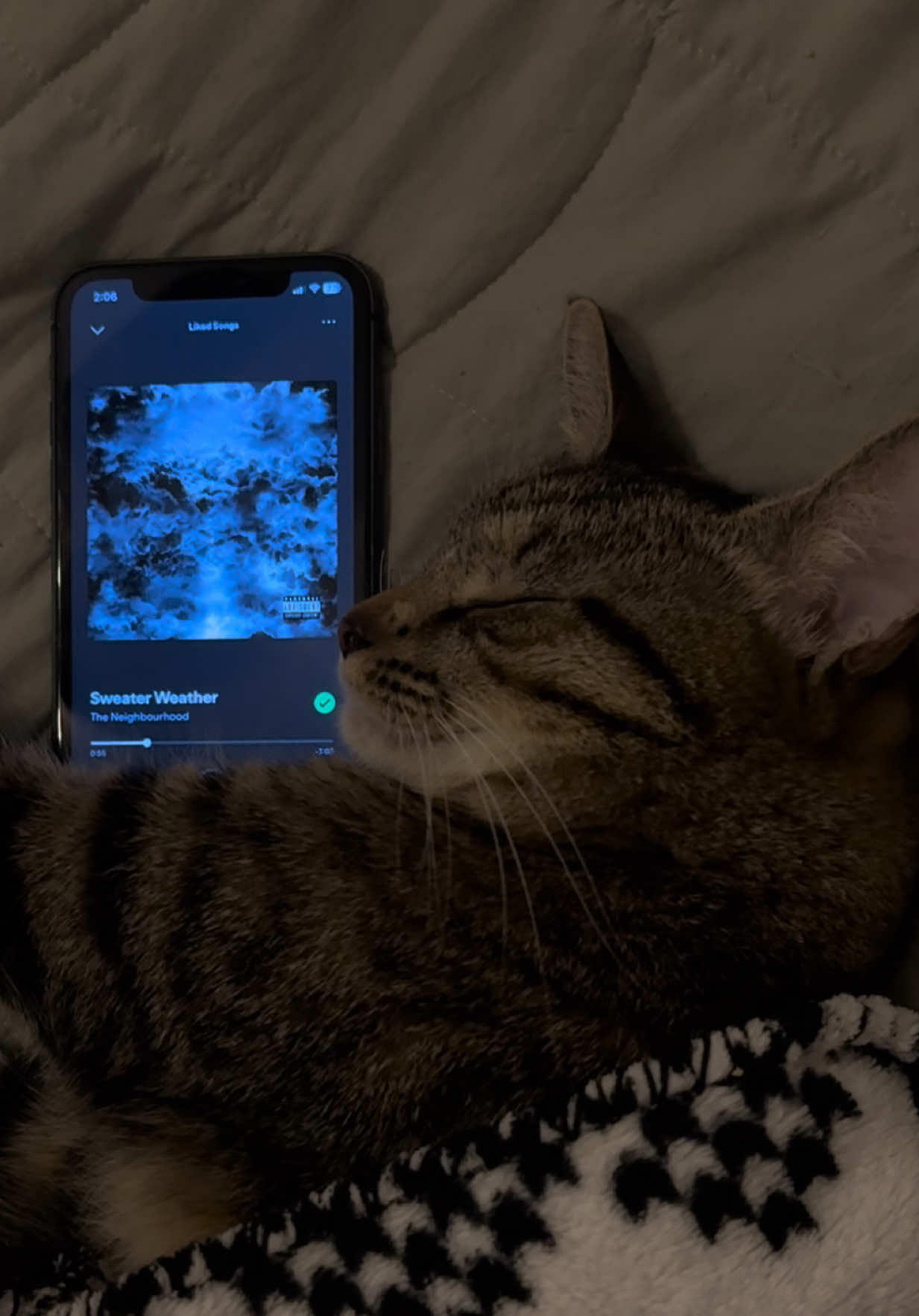 Rory’s playlist pt. 161 @The Neighbourhood #theneighbourhood #sweaterweather #cat #music #spotify 