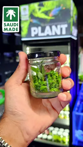 بكل فخر 🇸🇦🇸🇦😎🥰 النباتات صارت منتجه عندنا بالسعودية : 39 ريال بس 🤩 ✅️ سعر أقل  ✅️ كمية أكثر ✅️ جودة تتفوق على المنافسين ✅️ خالية من أي مركبات  ✅️ خاليه من الحلزون ، والحشرات والبكتيريا #متجر_تربية_أسماك_الزينة #fyp #explore #حوض_أسماك #نباتات 