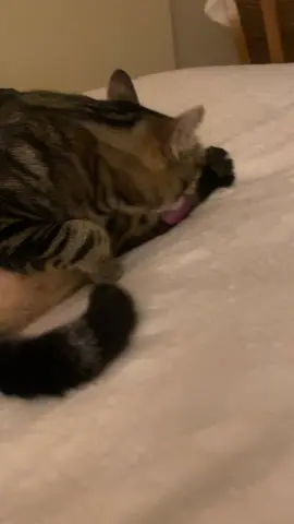 What happened to my little kitten? Bennett is on a diet and has already lost a pound. Three more to go! 