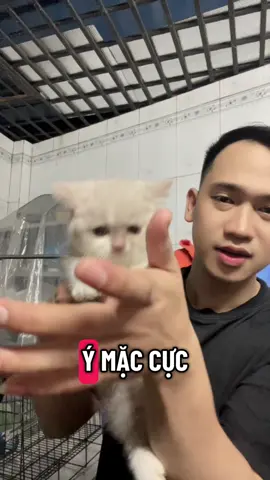 Bifawn siu quấn người mặt bánh bao #meonhaphan #meoanhlongngan #chanlun #bifawn