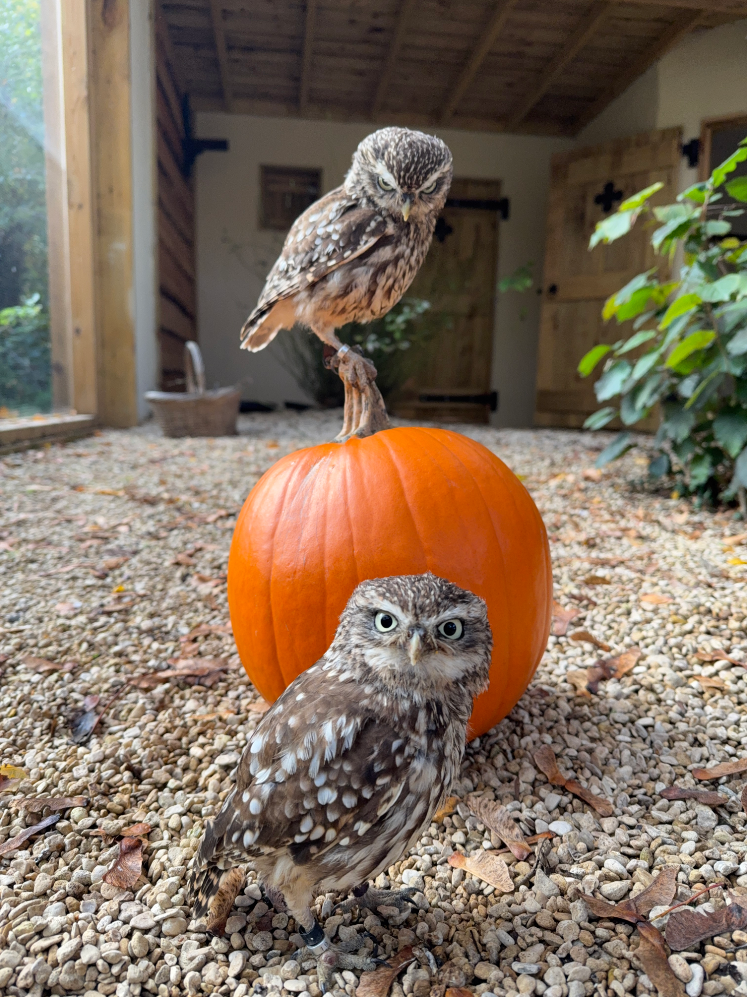 Cheddar and Mozzarella the Little Owls are proving that they're the cutest pumpkins in the patch! #hawkconservancytrust #Littleowl #pumpkin #halloween
