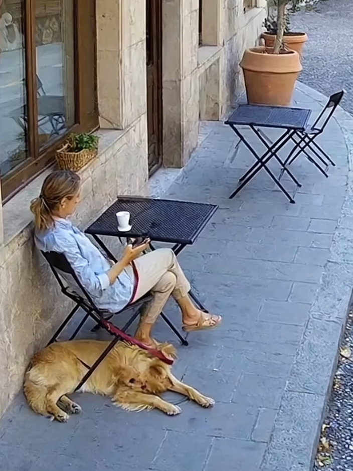 Real Security Footage: Dog Saves Owner Seconds Before Crash Incredible real CCTV footage from outside an Italian bar shows the exact moment a dog senses danger and pulls his owner away — just seconds before a speeding car crashes into their table. 🐕💥 The woman survives without injury, all thanks to her loyal dog’s instincts. #SecurityFootage, #RealLifeHero, #DogSavesOwner, #goldenretriever, #CaughtOnCamera, #LoyalDog, #CCTVFootage, #HeroDog, #RealLifeMiracle, #doginstinct, #RealFootage #DogHero #CCTV,  #ItalianBar, #MiracleMoment, #HeroDog, #Loyalty, #CCTVVideo, #FaithfulDog, #ViralClip, #LuckyToBeAlive, #dog, #dogs, #survive, #miracle , #petlover