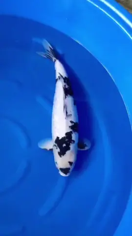 Fem 58cm Omosako 🇯🇵  #koifish #koishiro #koishow 