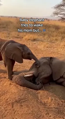 Baby elephant tries to wake his mom. I almost cried watching this during out safari visit. #junglesafari #wildliferescue #animalrescue #elephants 