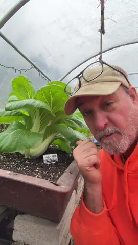 Time to start a garden#gardening101 #fallgardening #containergardening #gardening #vegetablegardening 