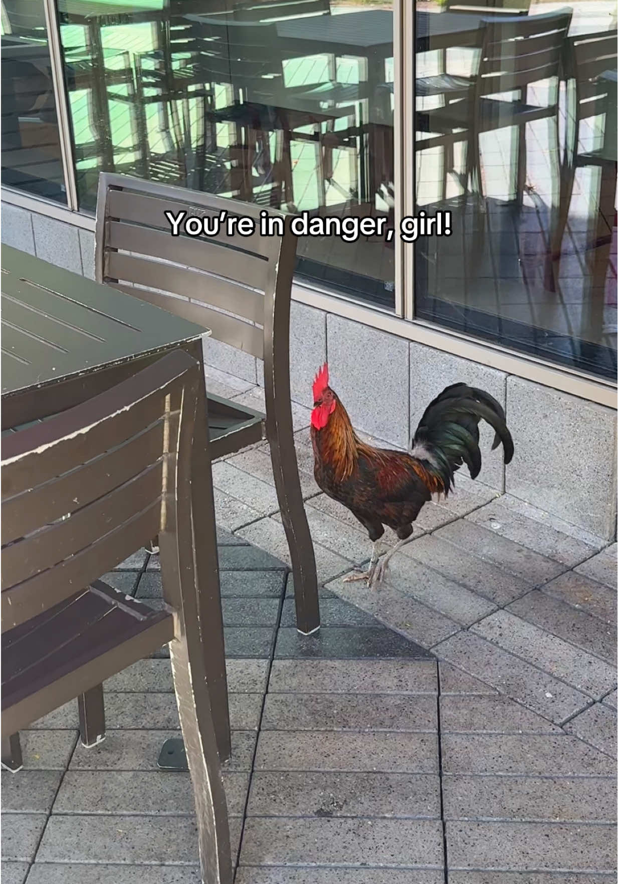This chicken outside of Chick-fil-A better watch out! #fypシ #xyzbca #foryou #chickfila #funny