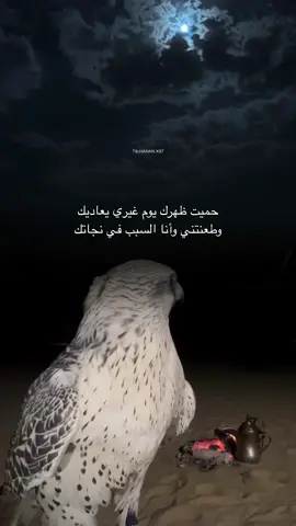 حميت ظهرك يوم غيري يعاديك #fyp #explore #تصميم_فيديوهات🎶🎤🎬 #مالي_خلق_احط_هاشتاقات #طير 