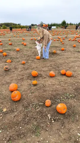 Come to Bell’s pumpkin patch with us 🎃 Perfect Sunday 🍂 Family days are always so wholesome🥹 @Bell’s Pumpkin Patch #fyp #pumpkinseason #foryoupage❤️❤️ #motherhood #toddlersoftiktok 