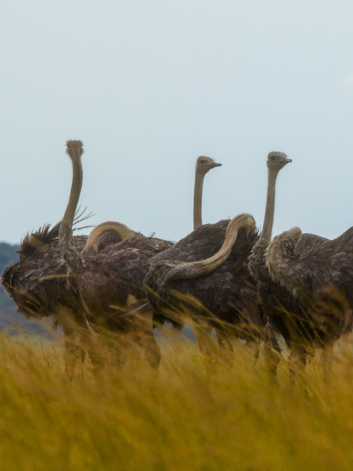 Female Masai Ostriches. 🌍Masai Mara National Reserve. #safari #wildlife #birds #masaimara #olonanaonsafari