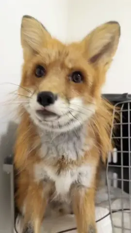 #cute #douyin #fyp #可爱 #fox 