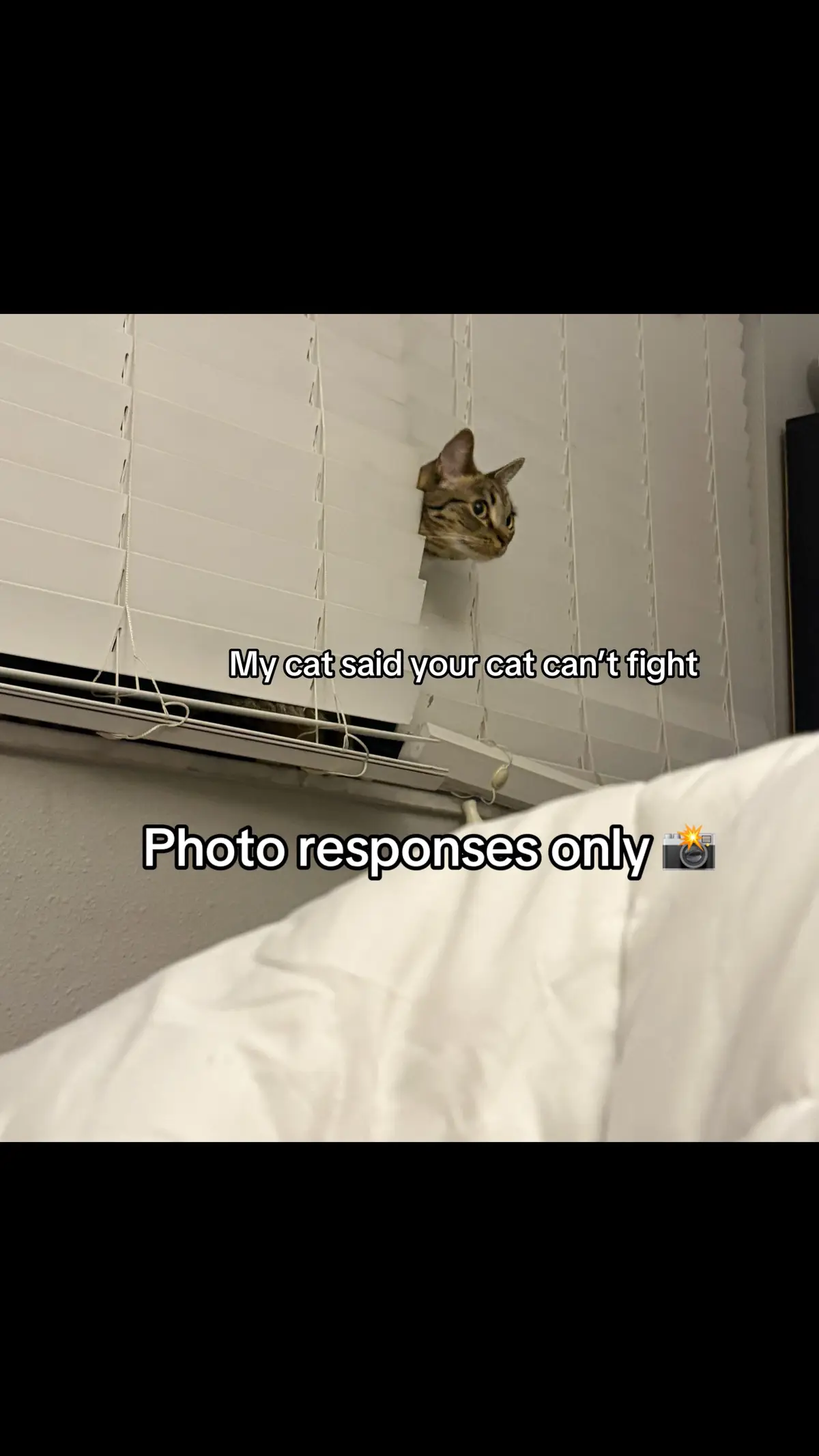 #fyp #cats #funnycats 